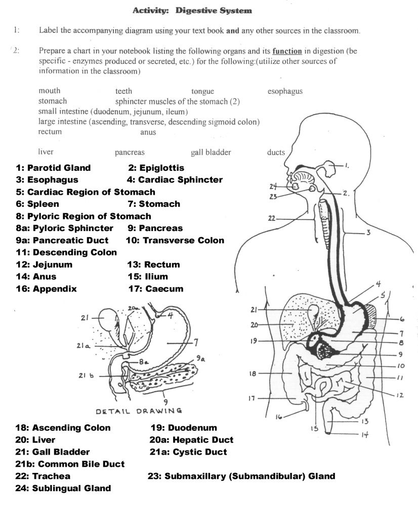 Human Anatomy Labeling Worksheets Digestive System Worksheet Anatomy 