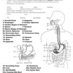 Human Anatomy Labeling Worksheets Digestive System Worksheet Anatomy