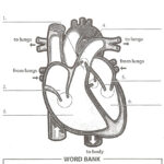 Human Anatomy Labeling Worksheets Tag Heart Anatomy Labeling Worksheet