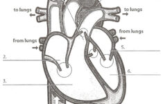Human Anatomy Labeling Worksheets Tag Heart Anatomy Labeling Worksheet