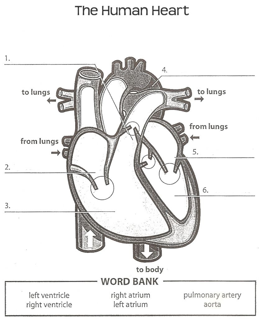 Human Anatomy Labeling Worksheets Tag Heart Anatomy Labeling Worksheet 