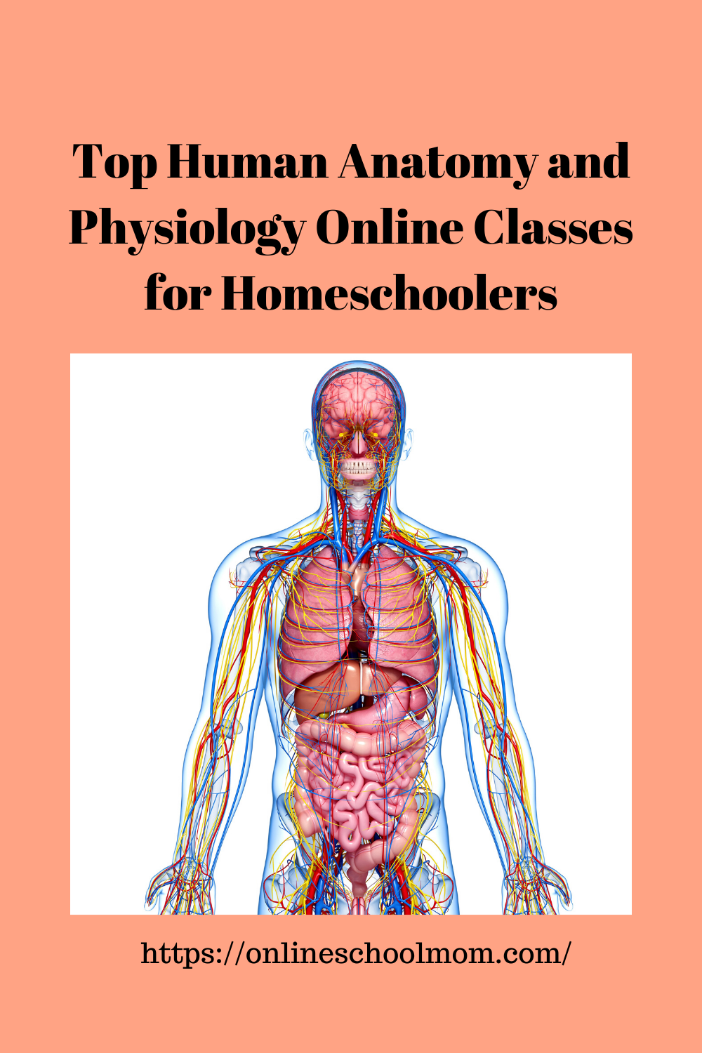 Human Anatomy Online High School Classes In 2020 Online High School 