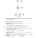 Human Anatomy Review Worksheet Printable Pdf Download Worksheet Ideas