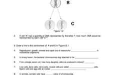 Human Anatomy Review Worksheet Printable Pdf Download Worksheet Ideas
