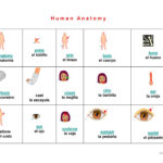 Human Anatomy Vocabulary Worksheet Free ESL Projectable Worksheets