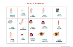 Human Anatomy Vocabulary Worksheet Free ESL Projectable Worksheets