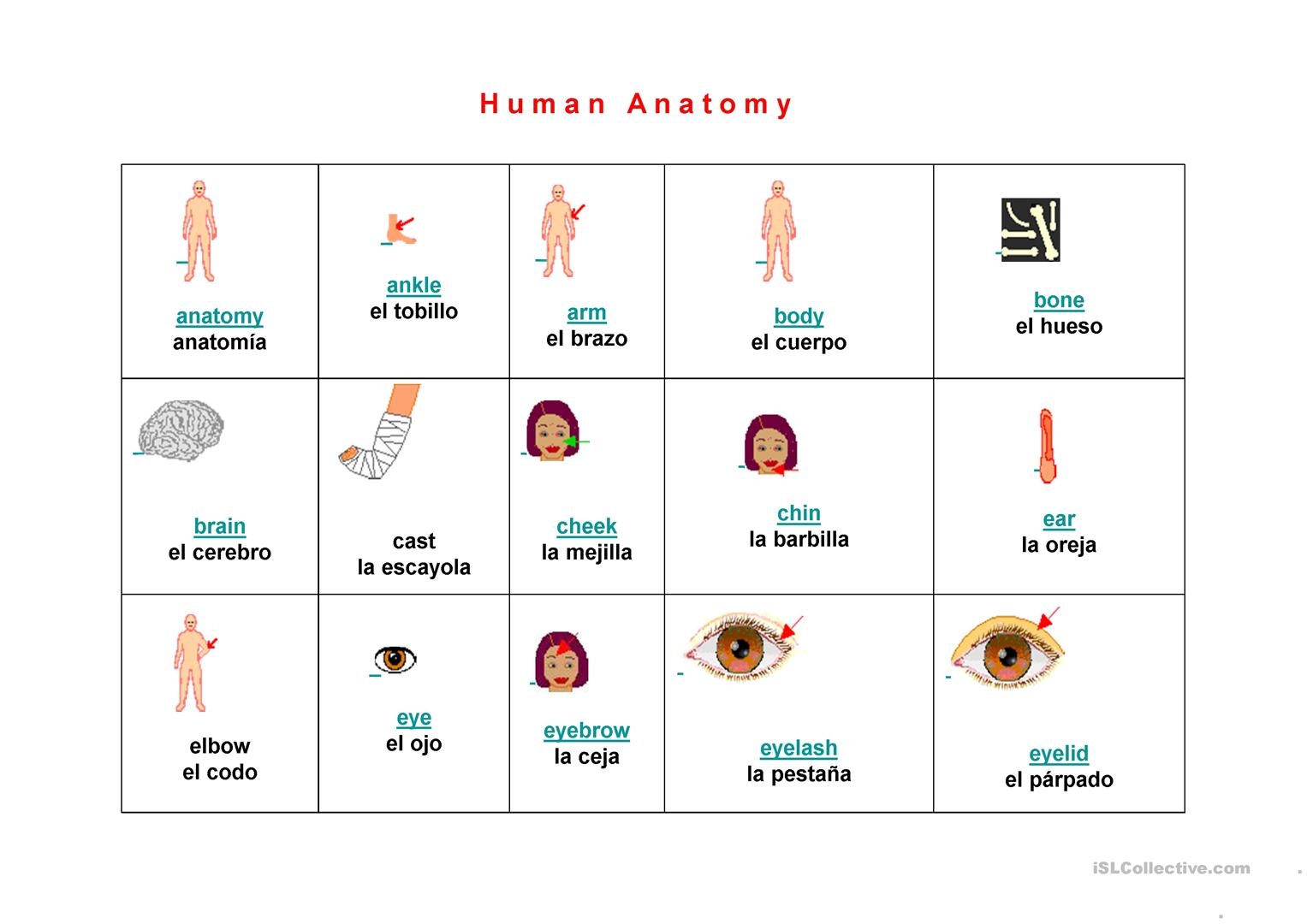 Human Anatomy Vocabulary Worksheet Free ESL Projectable Worksheets 