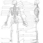 Human Anatomy Worksheets Koibana Info Skeletal System Worksheet