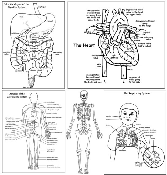 Human Body Activity Bundle High School College Downloadable Only