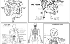 Human Body Activity Bundle High School College Downloadable Only