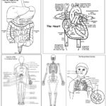 Human Body Activity Bundle High School College Downloadable Only