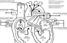Human Body Coloring Pages For Kids At GetColorings Free Printable