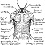 Human Body Coloring Pages To Download And Print For Free Anatomy