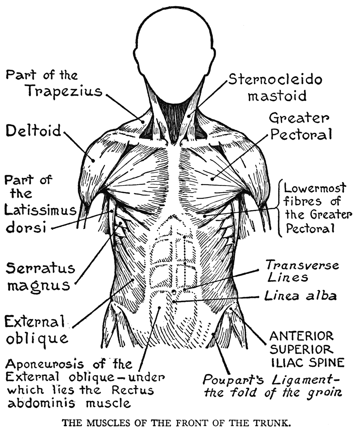 Human Body Coloring Pages To Download And Print For Free Anatomy 