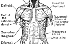 Human Body Coloring Pages To Download And Print For Free Anatomy