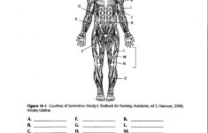 Human Body Diagram Worksheets 99Worksheets