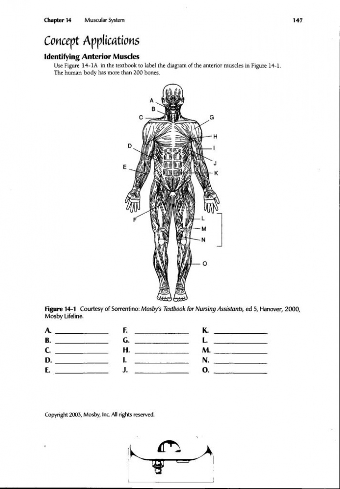Free Printable Anatomy Worksheets