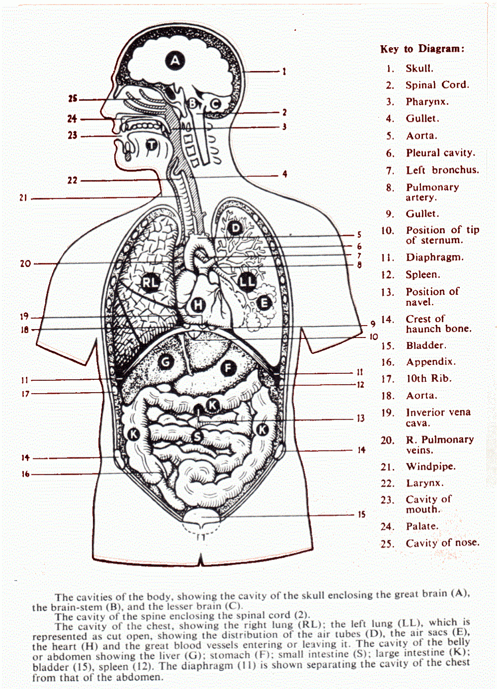 Printable Human Body Diagram Anatomy Worksheets