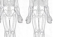 Human Body Muscle Diagrams