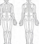 Human Body Muscle Diagrams