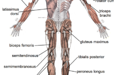 Human Body Muscle Diagrams