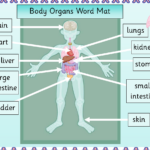 Human Body Organ Diagram Printable Human Body Organs Body Organs