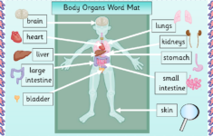 Human Body Organ Diagram Printable Human Body Organs Body Organs