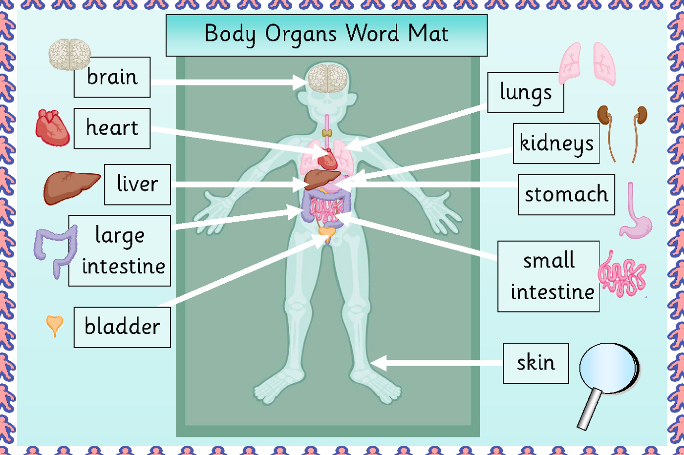 Human Body Organ Diagram Printable Human Body Organs Body Organs 