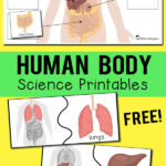 Human Body Organs Printables Totschooling Toddler Preschool