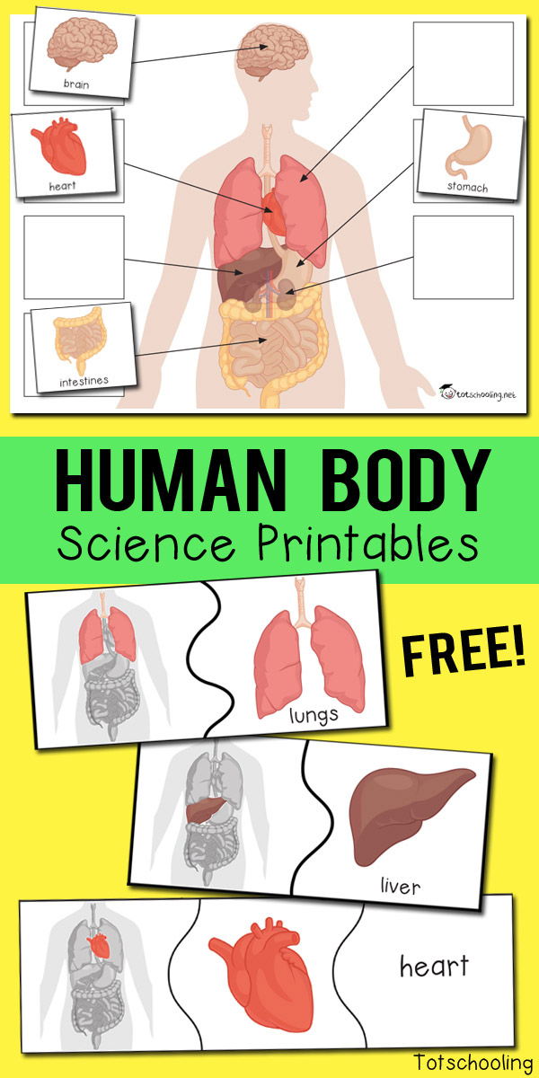 Human Organ Printables For Kids