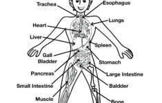 Human Body Outline Drawing At GetDrawings Free Download