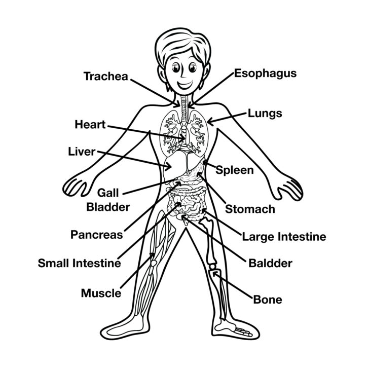 Free Printable Human Body Diagram