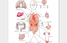 Human Body Outline Template 32 Printable Worksheets Samples
