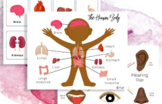 Human Body Printable Package Flashcards Digital Download Etsy