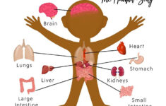 Human Body Printable Package Flashcards Digital Download Etsy Human