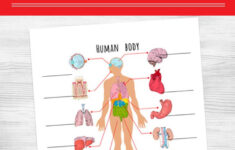 Human Body Printables For Kids