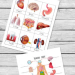 Human Body Printables For Kids Teaching Children Body Preschool