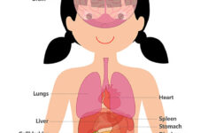 Human Body Printables Homeschooling 123 Kids Fun Apps