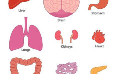 Human Body Printables Homeschooling 123 Kids Fun Apps Human Body