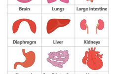 Human Body Printables Homeschooling 123 Kids Fun Apps Human Body