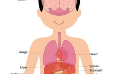 Human Body Printables Homeschooling 123 Kids Fun Apps Human Body