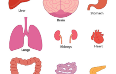 Human Body Printables Homeschooling 123 Kids Fun Apps In 2020