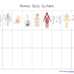 Human Body Systems Chart Pdf Google Drive Body Systems Worksheets