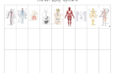 Human Body Systems Chart pdf Google Drive Body Systems Worksheets