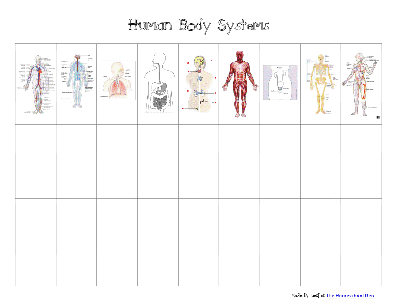 Human Body Systems Chart pdf Google Drive Body Systems Worksheets 