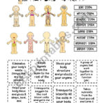 Human Body Systems ESL Worksheet By Yenn