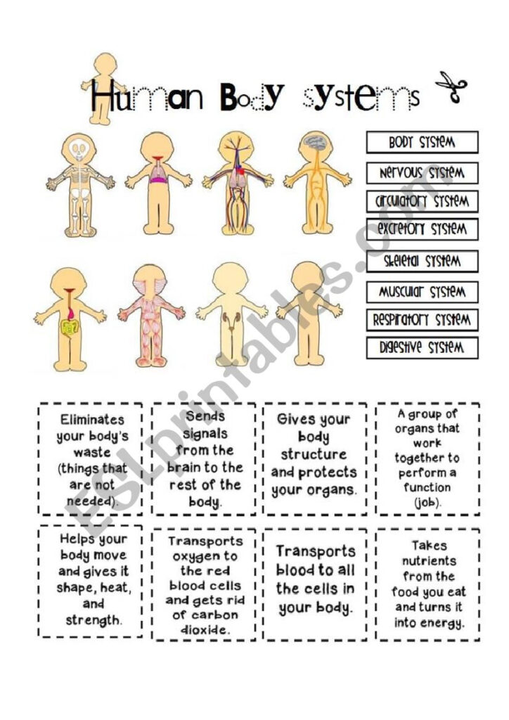 Human Body Systems Esl Worksheet By Yenn Anatomy Worksheets