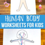 Human Body Worksheets For Kids Human Body Worksheets Body Systems