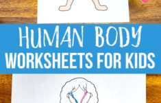 Human Body Worksheets For Kids Human Body Worksheets Body Systems