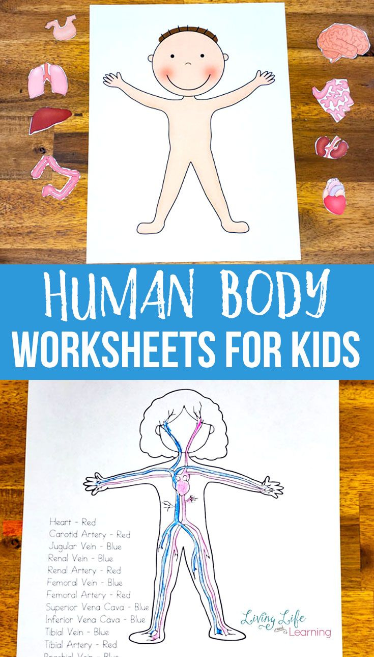 Human Body Worksheets For Kids Human Body Worksheets Body Systems 